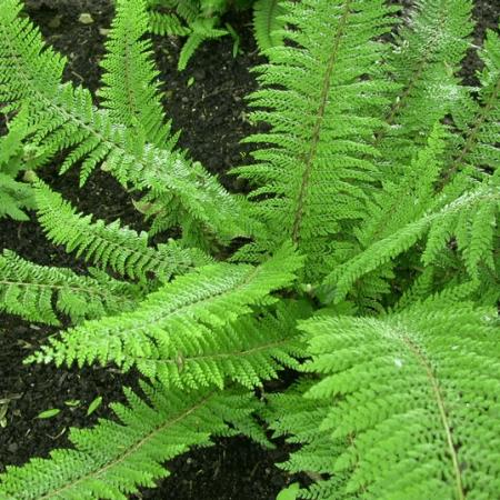 Polystichum setiferum 'Herrenhausen'