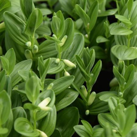 Polygonatum humile