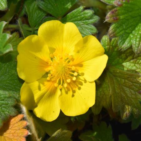 Potentilla megalantha