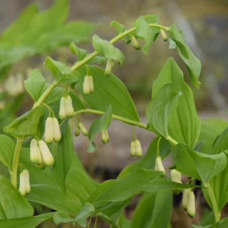 Polygonatum multiflorum