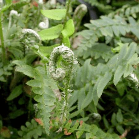 Polystichum munitum