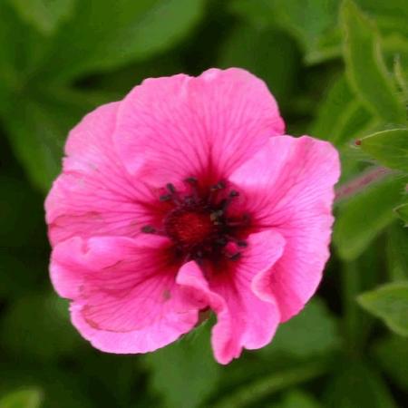 Potentilla nepalensis 'Miss Wilmott'