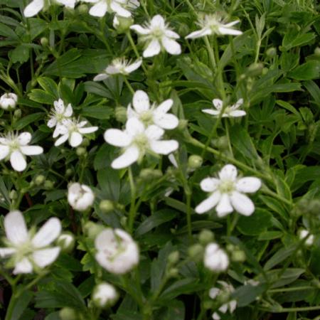 Potentilla tridentata 'Nuuk'