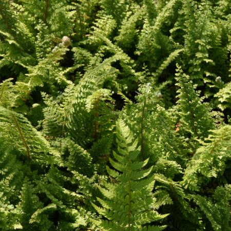 Polystichum setiferum 'Plumosum Densum'