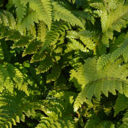 Polystichum polyblepharum