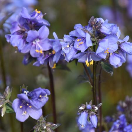 Polemonium 'Purple Rain'