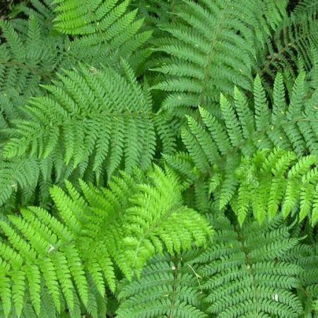 Polystichum setiferum 'Proliferum'