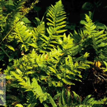 Polystichum rigens