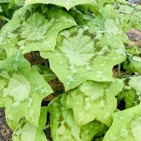 Podophyllum 'Spotty Dotty'