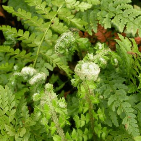 Polystichum setiferum