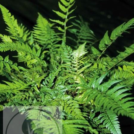 Polystichum tsus-simense