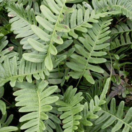 Polypodium vulgare