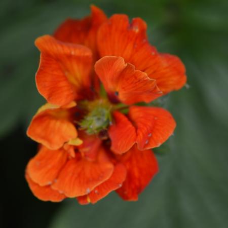 Potentilla 'William Rolisson'