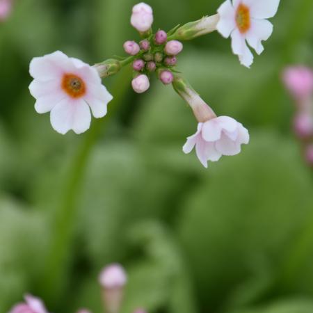 Primula japonica 'Apple Blossom'