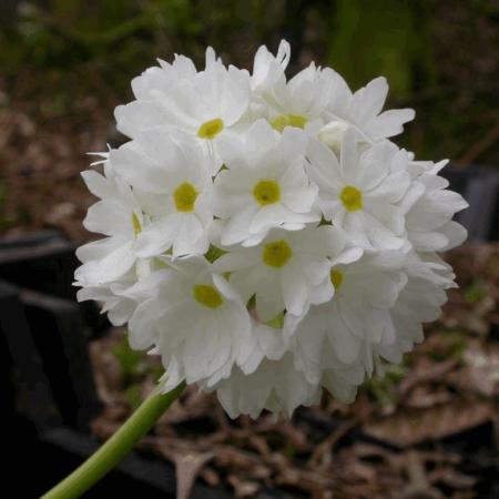 Primula denticulata 'Alba'