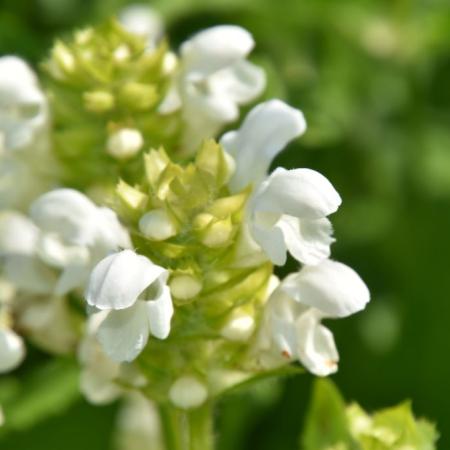 Prunella grandiflora 'Alba'