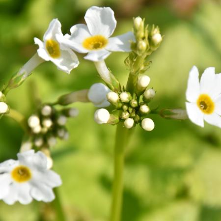 Primula japonica 'Alba'