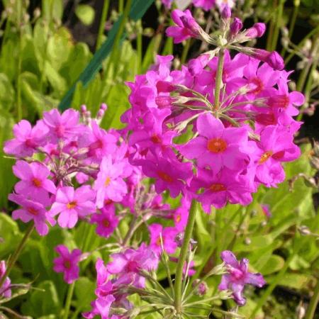 Primula beesiana