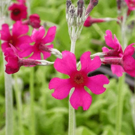 Primula bullesiana (x)