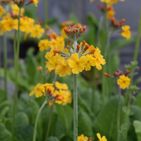 Primula bulleyana