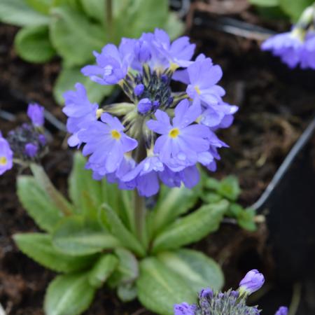 Primula denticulata