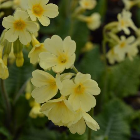 Primula elatior - wildvorm