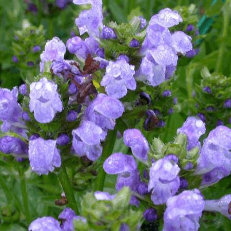 Prunella grandiflora