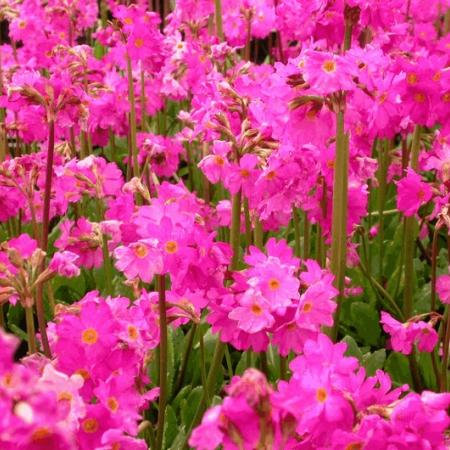 Primula rosea 'Grandiflora'