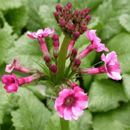 Primula japonica 'Miller's Crimson'