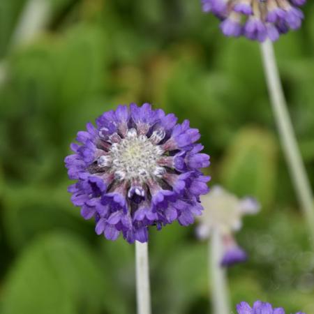 Primula capitata 'Noverna Deep Blue'