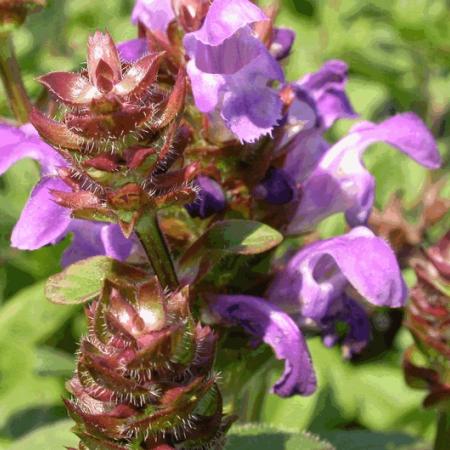 Prunella grandiflora 'Pink Loveliness'