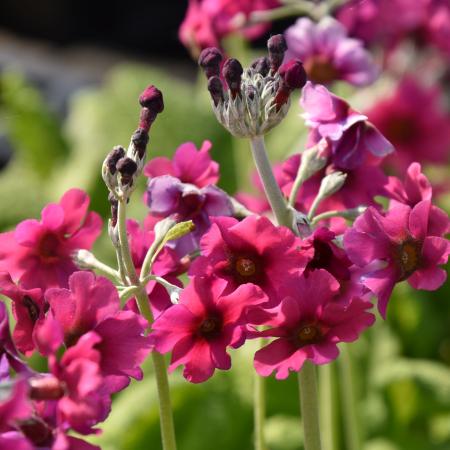 Primula pulverulenta