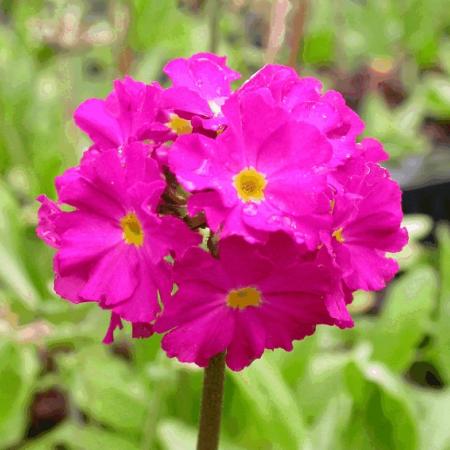 Primula denticulata 'Rubin'