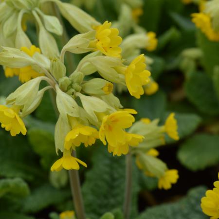 Primula veris