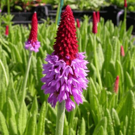 Primula vialii