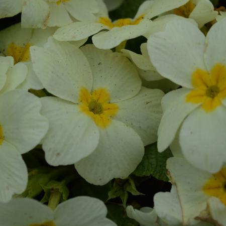 Primula vulgaris