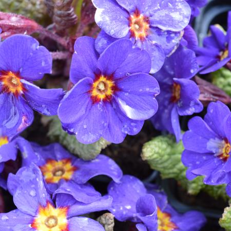 Primula japonica 'Wanda'