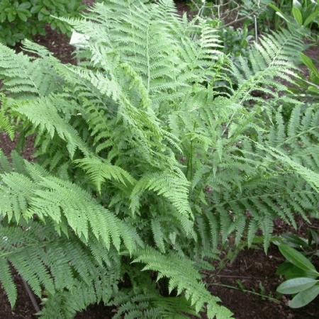 Pteridium aquilinum