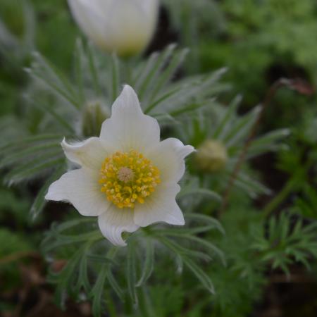 Pulsatilla vulgaris 'Alba'