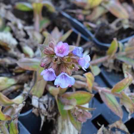 Pulmonaria angustifolia 'Azurea'