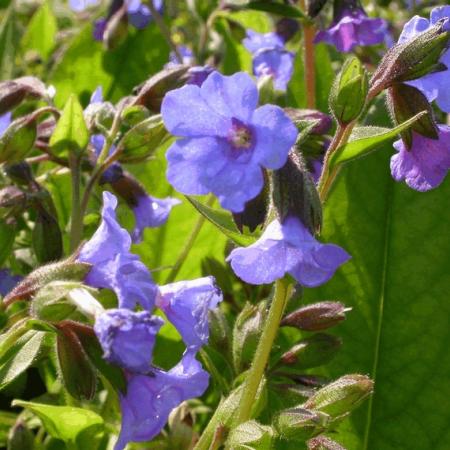 Pulmonaria 'Blue Ensign'