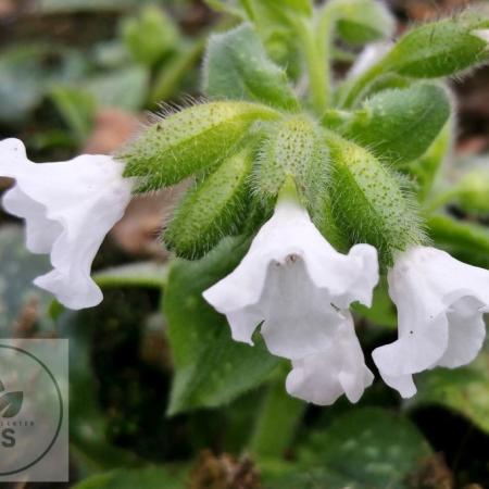 Pulmonaria 'Ice Ballet'