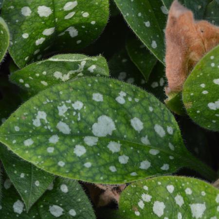 Pulmonaria saccharata 'Leopard'