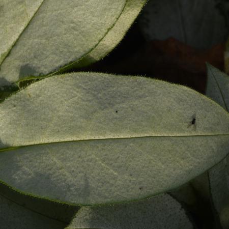 Pulmonaria 'Majesté'