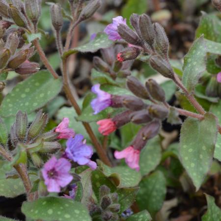 Pulmonaria saccharata 'Mrs Moon'