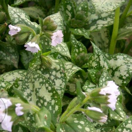 Pulmonaria 'Moonshine'