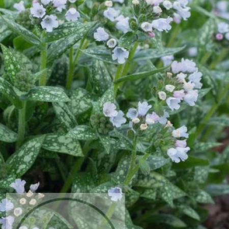 Pulmonaria hybride 'Opal'