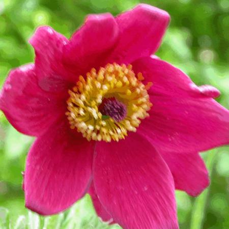 Pulsatilla vulgaris 'Röte Klocke'