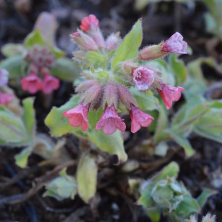 Pulmonaria rubra