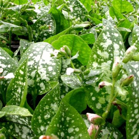 Pulmonaria officinalis 'Sissinghurst White'